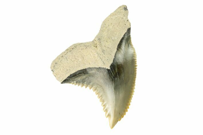 Fossil Shark Tooth (Hemipristis) - Bone Valley, Florida #260241